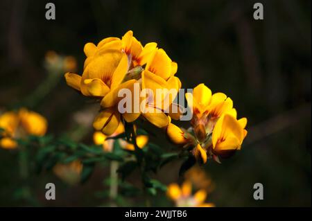 Eier und Speck (Aotus Ericoides) bekommen ihren Namen von der Farbe der Blumen - man möchte sie nicht essen! Frühjahrsblühender Sträucher. Stockfoto