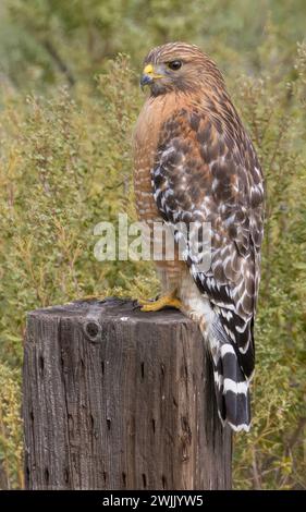 Rotschultriger Falke, Erwachsener. Arastradero Preserve, Santa Clara County, Kalifornien. Stockfoto