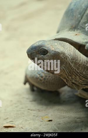Nahaufnahme von Aldabra Land Riesenschildkröte im botanischen Garten Mahe, Seychellen Stockfoto