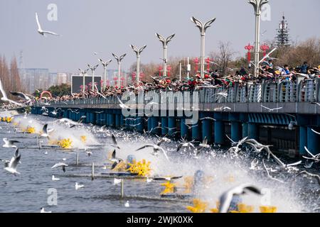 Peking, chinesische Provinz Yunnan. Februar 2024. Während des Frühlingsfestes an einem Damm in Kunming, südwestchinesischer Provinz Yunnan, beobachten die Menschen Schwarzköpfige Möwen am 15. Februar 2024. Quelle: Hu Chao/Xinhua/Alamy Live News Stockfoto