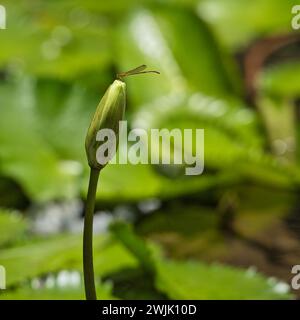 Einzelne Libelle auf Seerosenblüten im botanischen Garten Mahe, Seychellen Stockfoto