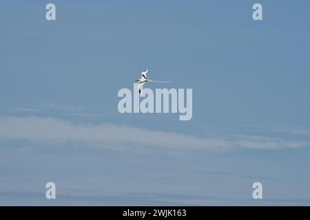 Tropischer Weißschwanz-Vogel, der über den Ozean fliegt, Mahe, Seychellen Stockfoto