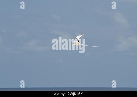 Tropischer Weißschwanz-Vogel, der über den Ozean fliegt, Mahe, Seychellen Stockfoto