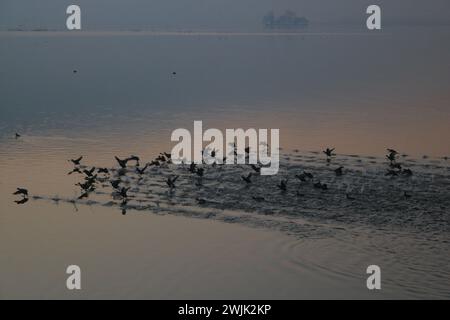 Srinagar, Kaschmir, Indien. Februar 2024. Zugvögel werden an einem kalten Morgen in Srinagar auf den Gewässern des Dal-Sees gesehen. Am 16. Februar 2024 in Srinagar, Kaschmir, Indien. (Kreditbild: © Firdous Nazir/OKULARIS via ZUMA Press Wire) NUR REDAKTIONELLE VERWENDUNG! Nicht für kommerzielle ZWECKE! Stockfoto