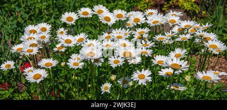 Wunderschöne weiße Gänseblümchen an einem Sommertag in Munsinger Gardens in St. Cloud, Minnesota, USA. Stockfoto