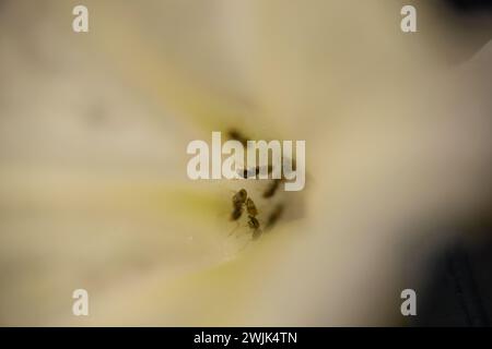 Tauchen Sie ein in die komplizierte Welt der Natur mit diesem Makrobild. Der detaillierte Blick auf die Bienen auf einer Blume, die in den zarten Tanz der Polli verwickelt sind Stockfoto