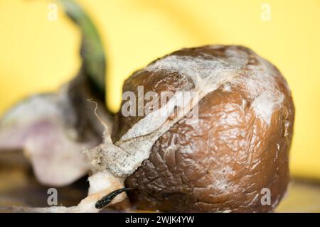 Tauchen Sie ein in die faszinierende Welt der Kunstfertigkeit der Natur mit diesem Makrobild. Die komplizierten Details einer verfaulenden Frucht, die in dieser Aufnahme aufgenommen wurde, zeigen einen Stockfoto