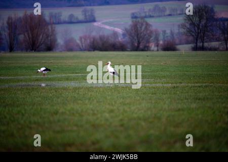 Kaltenbrunn, Deutschland. Februar 2024. Zwei Störche suchen auf einer überfluteten Wiese nach Nahrung. Die ersten Störche kehren aus ihrem Winterquartier zurück. Quelle: Pia Bayer/dpa/Alamy Live News Stockfoto