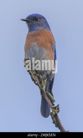 Westlicher Bluebird, erwachsener Mann, der auf einem Baumzweig sitzt. Arastradero Preserve, Santa Clara County, Kalifornien. Stockfoto