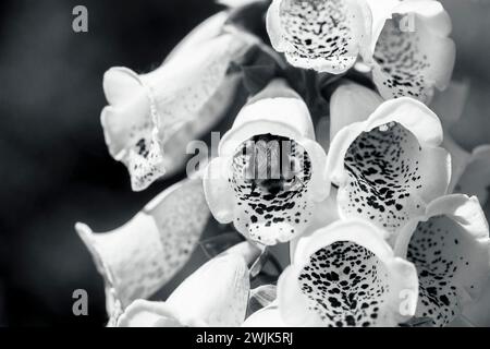 Ein schwarz-weiß von Foxglove Blüten in voller Blüte Stockfoto