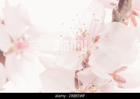 Nahaufnahme der zarten pfirsichfarbenen Pfirsichblüten im Frühling Stockfoto