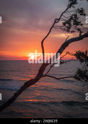 Ein ruhiger Sonnenuntergang über dem Meer, eingerahmt von einem Silhouettenzweig, der Ruhe und natürliche Schönheit hervorruft. Stockfoto