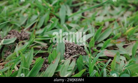 Im Herzen der Stadt Medan blüht die Natur inmitten des urbanen Trubels und bietet ruhige Rückzugsmöglichkeiten für müde Seelen. Stockfoto