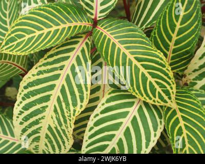 Die Zierpflanze aglaonema hat Blätter mit rotem Knochenmuster Stockfoto