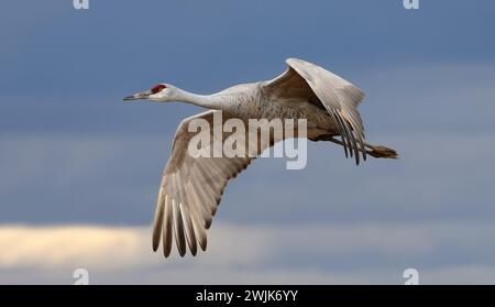 Nahaufnahme eines einzelnen Sandhügelkrans im Flug über seinem Winterhabitat im bernardo State Wildlife Refuge in der Nähe von socorro, New mexico Stockfoto