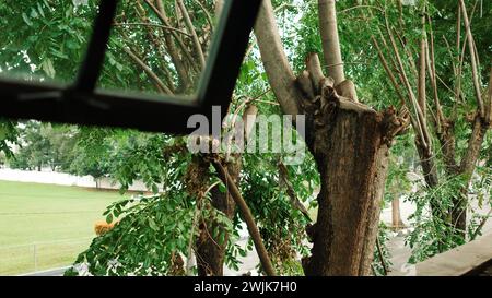 Im Herzen der Stadt Medan blüht die Natur inmitten des urbanen Trubels und bietet ruhige Rückzugsmöglichkeiten für müde Seelen. Stockfoto