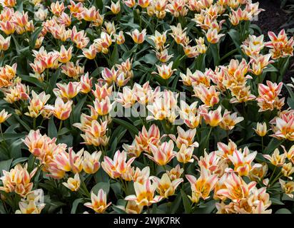 Bunte Tulpe, genannt Quebec. Lilie blühte Gruppe. Tulpen sind in Gruppen unterteilt, die durch ihre Blütenmerkmale definiert werden Stockfoto