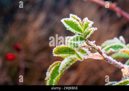 Frostiges grünes Blatt auf einem Hüftrosen-Ast Stockfoto