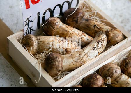 Matsutake-Pilze an einem Imbissstand auf dem Tsukiji Outer Market in Tokio, Japan. Stockfoto