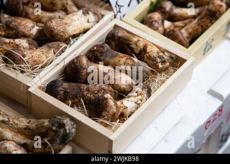 Matsutake-Pilze an einem Imbissstand auf dem Tsukiji Outer Market in Tokio, Japan. Stockfoto