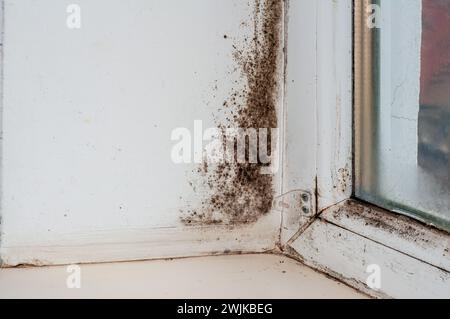 Winter-Problem: Gefrieren der Wand, Kondensation und schwarzer Schimmel auf Kunststofffenster Stockfoto