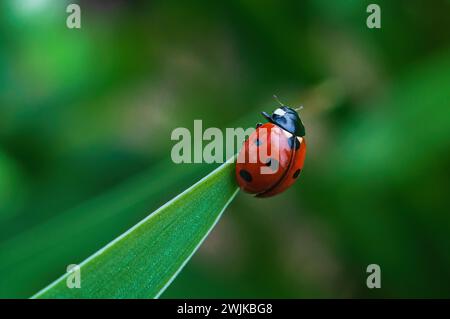 Marienkäfer hängt an einem scharfen Grasende, diagonale Zusammensetzung, verschwommener Hintergrund Stockfoto