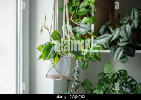 Pflanzen Sie Philodendron Brasil in Keramiktopf, der an Baumwoll-Makramee hängt, neben dem Fenster zu Hause Stockfoto