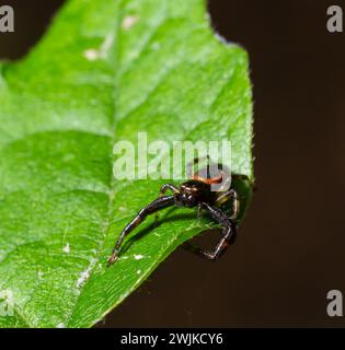 Makrofoto einer Krabbenspinne, die an einer Pflanze hängt, xysticus CroceUS. Stockfoto