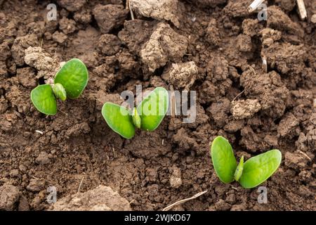 Landwirtschaftliche Soja-Plantage am sonnigen Tag - Grün wachsende Sojabohnen Pflanze gegen Sonnenlicht. Stockfoto