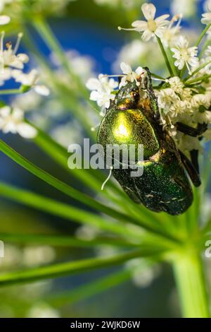 Makroaufnahme eines wunderschönen, metallischen, glänzenden Grün- und Kupferkäfers, Protaetia cuprea, auf weißer Blume in hellem Sonnenlicht. Stockfoto