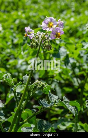 Blühen von Kartoffelfeldern, Kartoffelpflanzen mit weißen Blüten, die auf Bauernfiels wachsen. Stockfoto