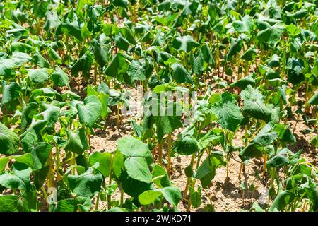 Das Feld des Sprossen-Buchweizens im Hintergrund des Himmels. Buchweizen, Fagopyrum esculentum, japanischer und Silberhüllenbuckweizen auf dem Feld. Nahaufnahme Nursing Bu Stockfoto