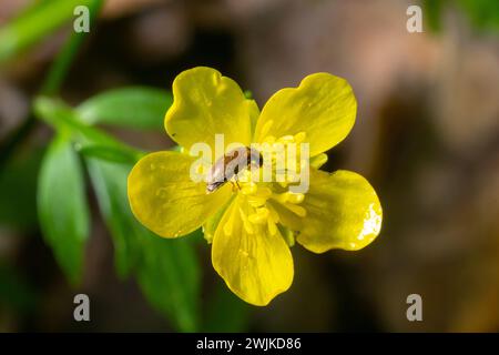 Himbeerkäfer, Byturus tomentosus, auf Blume. Dies sind Käfer aus der Fruchtwurmfamilie Byturidae, dem Hauptschädling, der Himbeeren befällt, schwarz Stockfoto