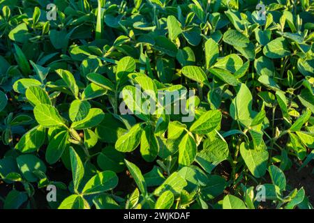 Landwirtschaftliche Soja-Plantage am sonnigen Tag - Grün wachsende Sojabohnen Pflanze gegen Sonnenlicht. Stockfoto