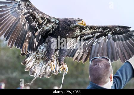 Amerikanischer Weißkopfadler, Demonstration, Herrings Green Farm, Wilstead, Bedford, UK Stockfoto