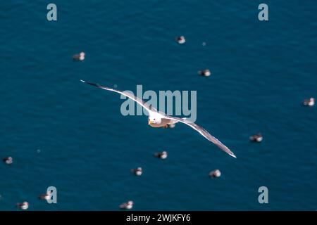 Eine Möwe im Flug über den Ozean, mit unscharfen Papageientauchern im Wasser unten, auf Skomer Island vor der Küste von Pembrokeshire Stockfoto