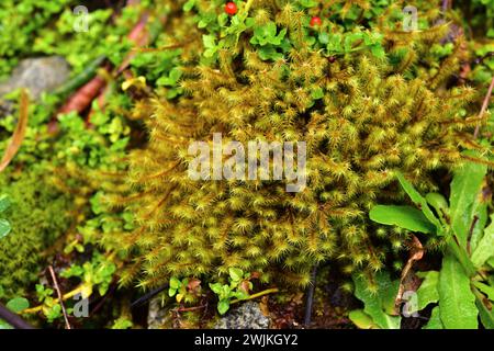 Ptychomnium cygnisetum ist ein im südlichen Chile heimischer Mos. Dieses Foto wurde in der Region Llanquihue Lake, Region de los Lagos, Chile aufgenommen. Stockfoto