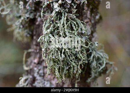 Ramalina farinacea ist eine Fruchtflechte, die auf Rindenbaum wächst. Dieses Foto wurde in Prades Mountains, Provinz Tarragona, Katalonien, Spanien aufgenommen. Stockfoto