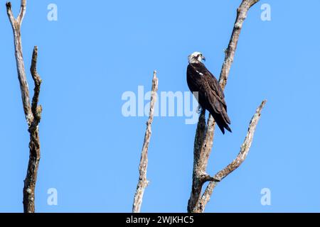Osprey (Pandion haliaetus) auf einem toten Baum, Lake Apopka, Florida, USA. Stockfoto