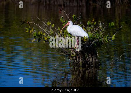 White Ibis (Eudocimus albus), oben auf einem Mangrovenbaum im Mangrovensumpf, Merrrit Island, Florida. USA. Stockfoto