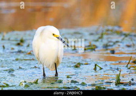 Schneereiher (Egretta thula) auf der Suche nach Feuchtgebieten, Lake Apopka, Florida, USA. Stockfoto