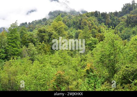 Valdivian gemäßigten Wald. Cochamotal, Region de los Lagos, Chile. Stockfoto