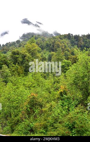 Valdivian gemäßigten Wald. Cochamotal, Region de los Lagos, Chile. Stockfoto