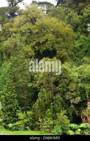 Valdivian gemäßigten Wald. Cochamotal, Region de los Lagos, Chile. Stockfoto