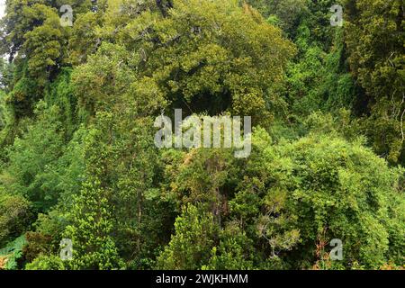 Valdivian gemäßigten Wald. Cochamotal, Region de los Lagos, Chile. Stockfoto