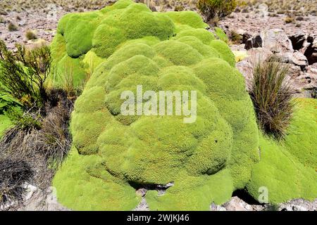 Llareta oder Yareta (Azorella compacta oder Azorella yareta) ist ein Polster wie der in Chile, Bolivien, Peru und Argentinien beheimatete Sträucher Stockfoto