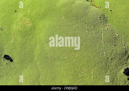 Llareta oder Yareta (Azorella compacta oder Azorella yareta) ist ein Polster wie der in Chile, Bolivien, Peru und Argentinien beheimatete Sträucher Stockfoto