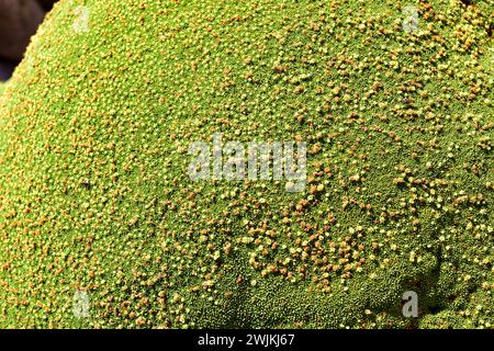 Llareta oder Yareta (Azorella compacta oder Azorella yareta) ist ein Polster wie der in Chile, Bolivien, Peru und Argentinien beheimatete Sträucher Stockfoto