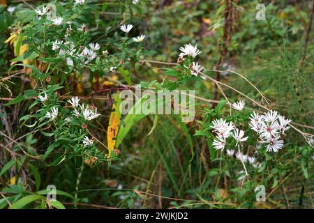 Aster oder Symphyotrichum pilosum (Aster pilosus oder Symphyotrichum pilosum) ist ein in Nordamerika heimisches Kraut, das aber in anderer Form eingebürgert wurde Stockfoto