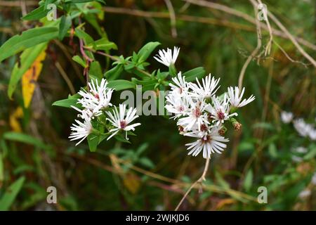 Aster oder Symphyotrichum pilosum (Aster pilosus oder Symphyotrichum pilosum) ist ein in Nordamerika heimisches Kraut, das aber in anderer Form eingebürgert wurde Stockfoto